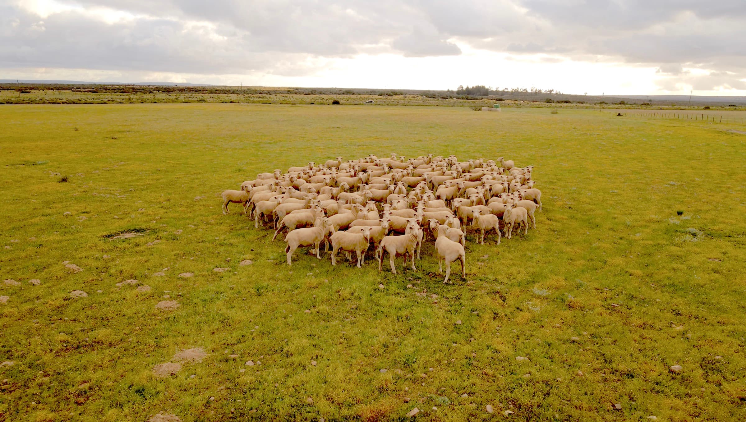 Aerial drone photograph of a sheep flock in green pasture, Namakwaland