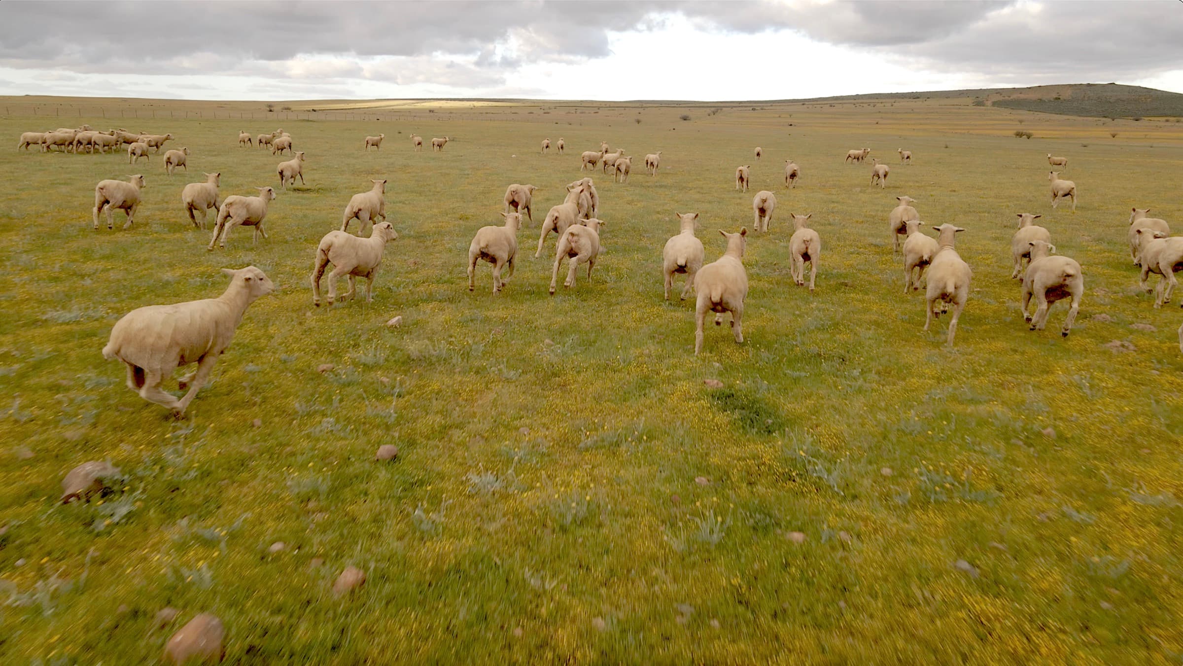 Aerial drone photograph of sheep running across open veld, South Africa