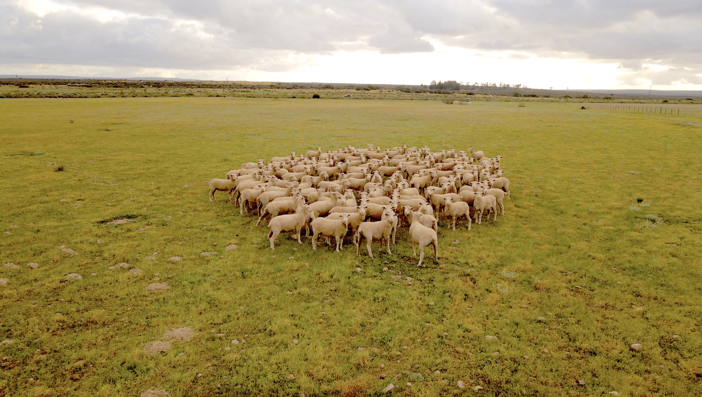 Aerial drone photograph of a sheep flock in green pasture, Namakwaland