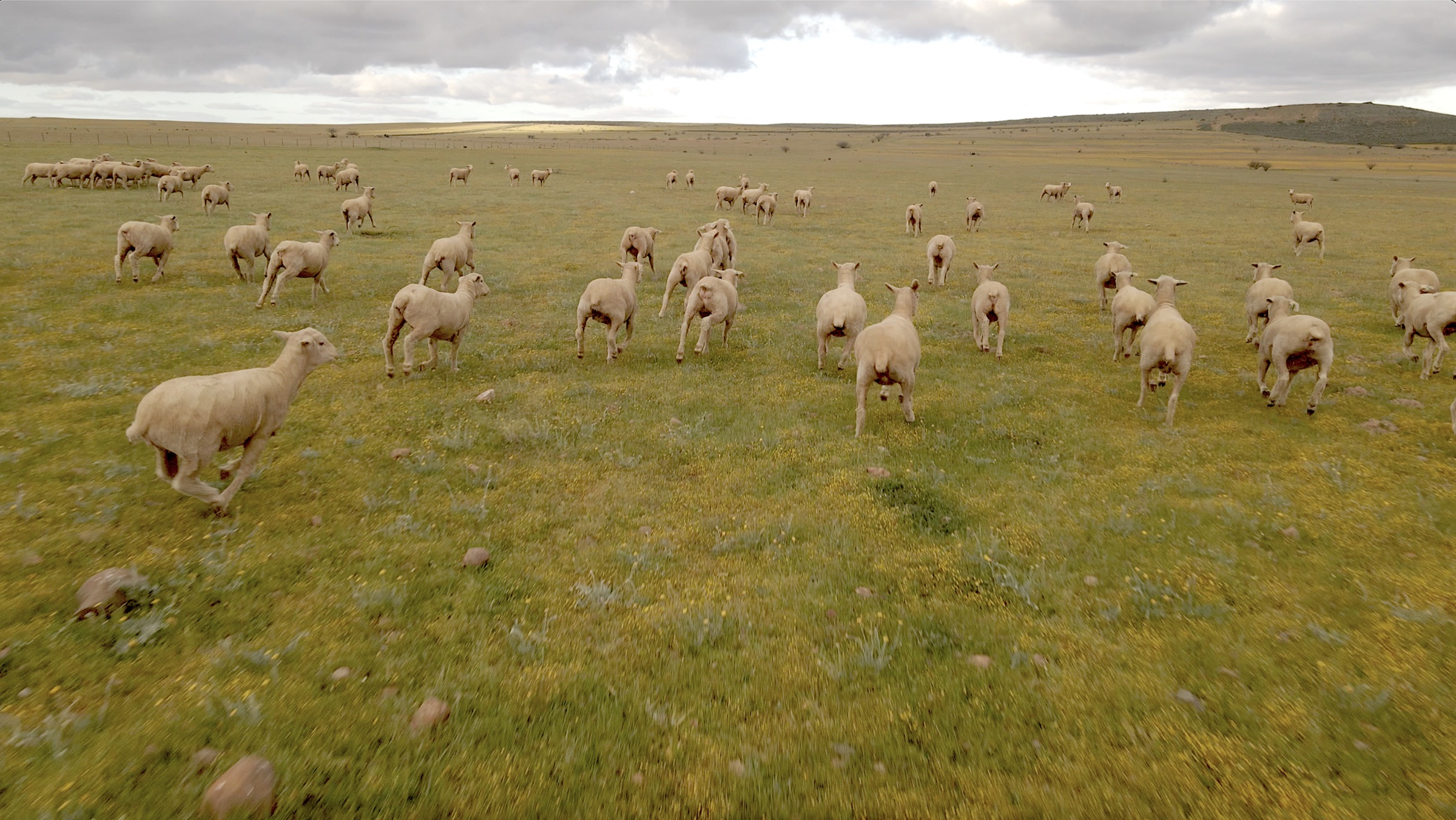 Aerial drone photograph of sheep running across open veld, South Africa